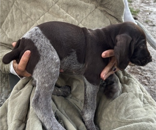 Medium Photo #25 German Shorthaired Pointer-German Wirehaired Pointer Mix Puppy For Sale in DEFUNIAK SPRINGS, FL, USA