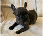 Small Photo #5 French Bulldog Puppy For Sale in JOHNS ISLAND, SC, USA
