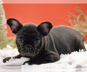 French Bulldog Puppy for sale in PROVIDENCE, RI, USA