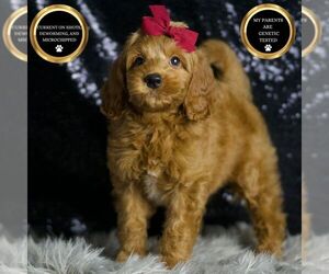 Goldendoodle (Miniature) Puppy for sale in WARSAW, IN, USA