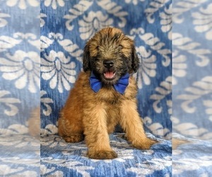 Soft Coated Wheaten Terrier Puppy for sale in LEOLA, PA, USA