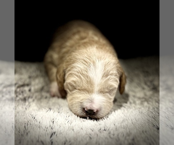 Medium Photo #8 Goldendoodle (Miniature) Puppy For Sale in HALTOM CITY, TX, USA