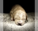 Small Photo #8 Goldendoodle (Miniature) Puppy For Sale in HALTOM CITY, TX, USA