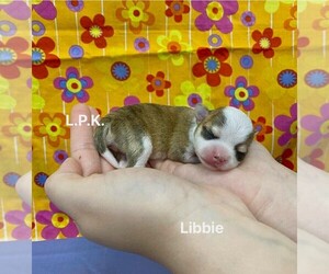 Chihuahua Puppy for sale in WINNSBORO, LA, USA