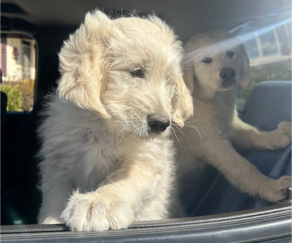Medium Photo #1 Goldendoodle Puppy For Sale in CANTON, GA, USA