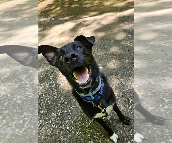Medium Photo #26 German Shepherd Dog-Unknown Mix Puppy For Sale in Gloversville, NY, USA