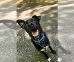 Small #25 German Shepherd Dog Mix