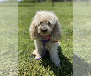 Maltese-Poodle (Toy) Mix Dogs for adoption in Pacolet, SC, USA