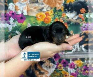 Dachshund Puppy for sale in WINNSBORO, LA, USA