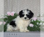 Small #1 Shih Tzu