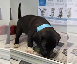 American Staffordshire Terrier-Unknown Mix Dogs for adoption in San Antonio, TX, USA
