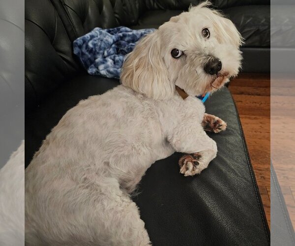 Medium Photo #6 Maltese Puppy For Sale in  Ramona, CA, USA