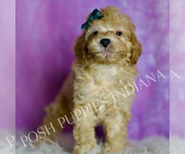Medium Photo #4 Poodle (Miniature) Puppy For Sale in WARSAW, IN, USA