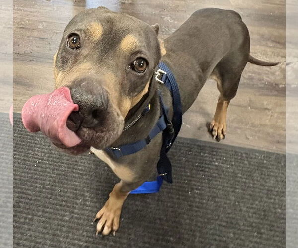 Medium Photo #3 Mutt Puppy For Sale in Clarkston, MI, USA