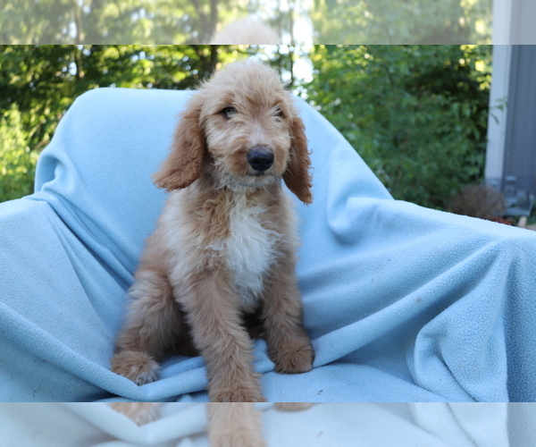Medium Photo #2 Goldendoodle (Miniature) Puppy For Sale in SHILOH, OH, USA