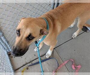 Mutt Dogs for adoption in Bakersfield, CA, USA
