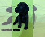 Puppy Megatron Labrador Retriever