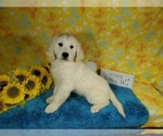 Small Photo #68 English Cream Golden Retriever Puppy For Sale in PEYTON, CO, USA