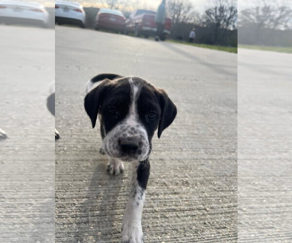 Medium Photo #4 Pointer-Unknown Mix Puppy For Sale in Mobile, AL, USA