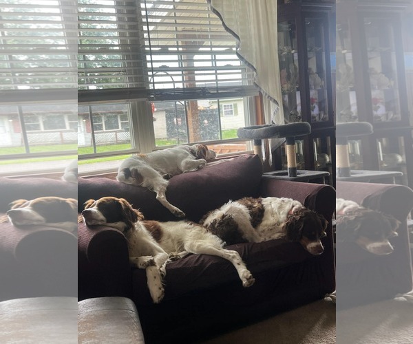 Medium Photo #4 Brittany Puppy For Sale in Curwensville, PA, USA