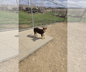 Siberian Husky-Unknown Mix Dogs for adoption in Maquoketa, IA, USA