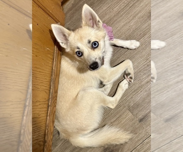 Medium Photo #138 Pomsky Puppy For Sale in LOVELAND, CO, USA