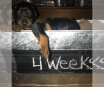 Small Photo #25 Doberman Pinscher Puppy For Sale in SCAPPOOSE, OR, USA