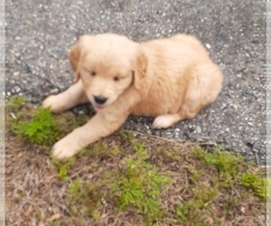 Golden Retriever Puppy for sale in SALEM, MA, USA