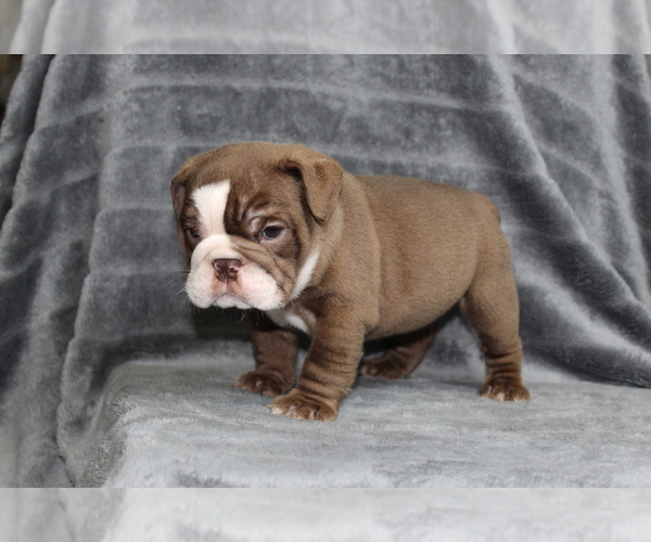 Medium Photo #17 Bulldog Puppy For Sale in BRANDON, FL, USA