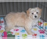 Small Photo #13 Havanese-Poodle (Toy) Mix Puppy For Sale in ORO VALLEY, AZ, USA