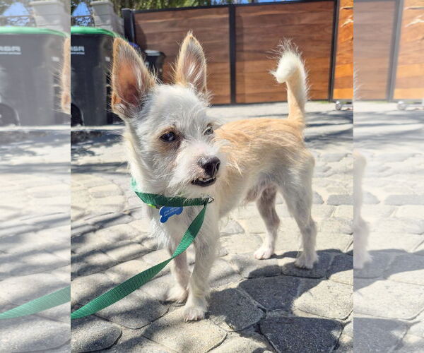 Medium Photo #1 Mutt Puppy For Sale in Corona, CA, USA