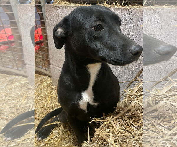 Medium Photo #3 American Staffordshire Terrier-Unknown Mix Puppy For Sale in Tracy City, TN, USA