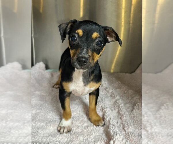 Medium Photo #2 Chihuahua Puppy For Sale in Oak Bluffs, MA, USA