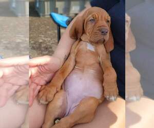 Bloodhound Puppy for sale in MOUNT MORRIS, MI, USA