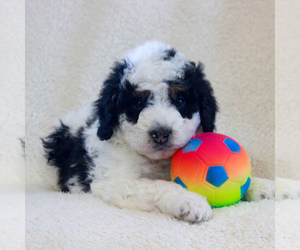Bernedoodle-Poodle (Miniature) Mix Puppy for sale in NARVON, PA, USA