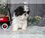 Small Photo #4 Shih Tzu Puppy For Sale in CLARE, MI, USA