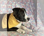Small #2 Labrador Retriever Mix