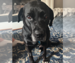Small Photo #2 Mutt Puppy For Sale in Plainfield, IL, USA