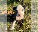 Small #3 American Pit Bull Terrier