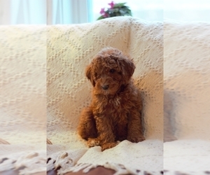 Goldendoodle (Miniature) Puppy for Sale in DANVILLE, Pennsylvania USA