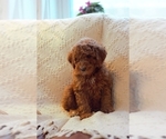 Puppy Winston Goldendoodle (Miniature)