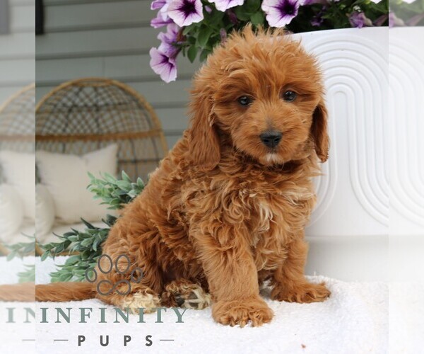 Medium Photo #3 Goldendoodle (Miniature) Puppy For Sale in NARVON, PA, USA