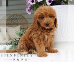 Small #2 Goldendoodle (Miniature)