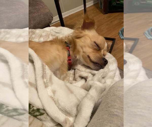 Medium Photo #3 Chihuahua-Unknown Mix Puppy For Sale in Mundelein, IL, USA