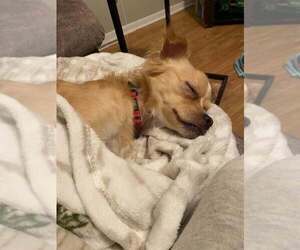 Frito Lay - Male Chihuahua-Unknown Mix Dog for Adoption - Photo #3