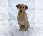 Small #7 Labrador Retriever