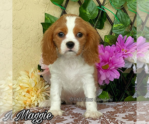 Cavalier King Charles Spaniel Puppy for sale in MIAMI, FL, USA