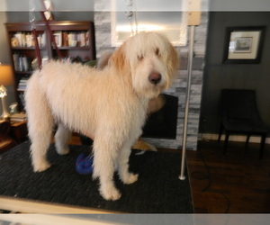 Goldendoodle Puppy for sale in Kingston, Ontario, Canada
