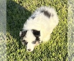 Small #13 Shetland Sheepdog