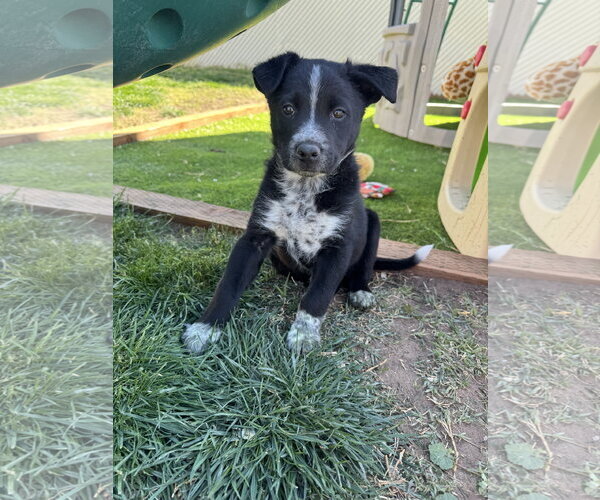 Medium Photo #6 Mutt Puppy For Sale in Sandy, UT, USA